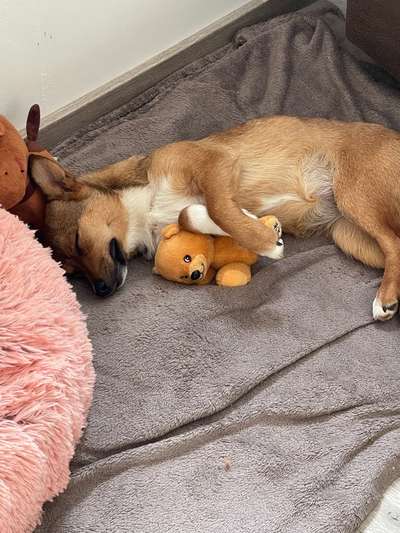 TierschutzhundeStammtisch🐕-Beitrag-Bild