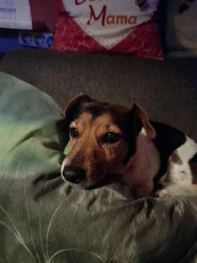 Wo sind die Jack und Parson Russell Terrier?-Beitrag-Bild