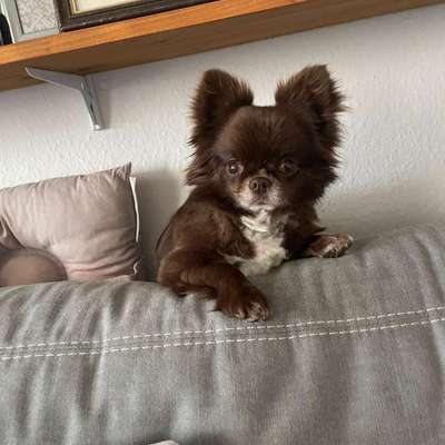 Hundetreffen-Neue Freunde kennenlernen-Bild