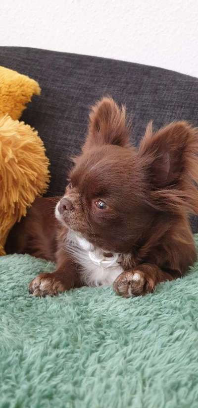 Wo sind die Chihuahua Besitzer ?-Beitrag-Bild