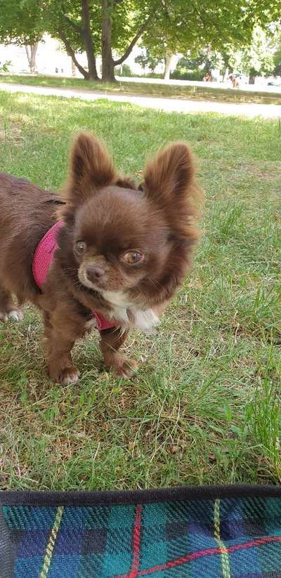 Wo sind die Chihuahua Besitzer ?-Beitrag-Bild