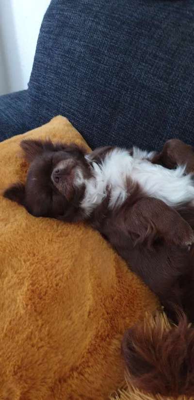 Wo sind die Chihuahua Besitzer ?-Beitrag-Bild