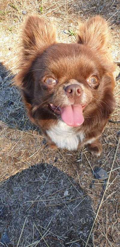 Wo sind die Chihuahua Besitzer ?-Beitrag-Bild