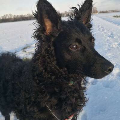 Hundetreffen-Gassi gehen und Spielpartner-Bild