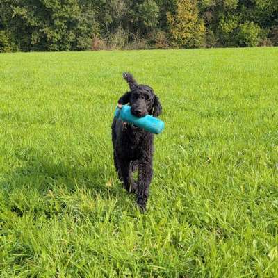 Hundetreffen-Dummy Trainingspartner-Bild