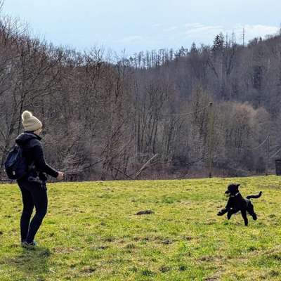 Hundetreffen-Dummy Partner-Bild