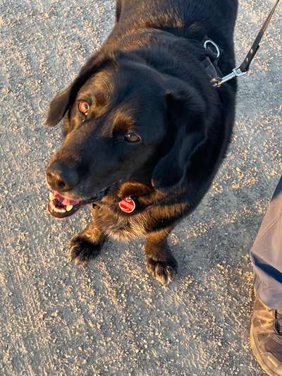 Hundetreffen-Spaziergänge mal hier mal dort! Kommste mit!-Bild