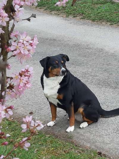 Appenzeller Sennenhunde-Beitrag-Bild