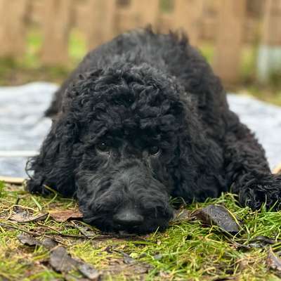 Hundetreffen-Zusammen an der Leine spazieren dann Freilauf-Bild