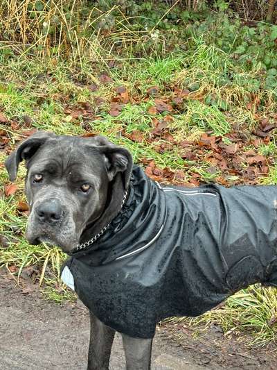 Hundetreffen-Gassi oder Spielrunden-Bild