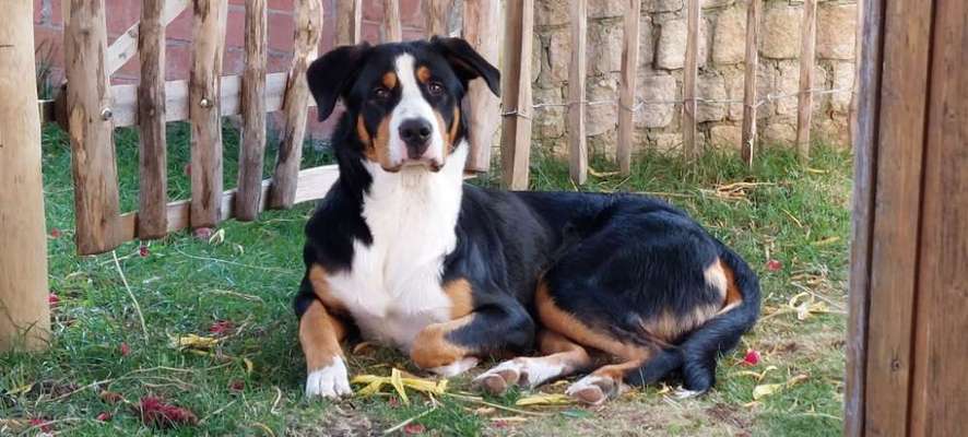 Schweizer Sennenhunde-Beitrag-Bild