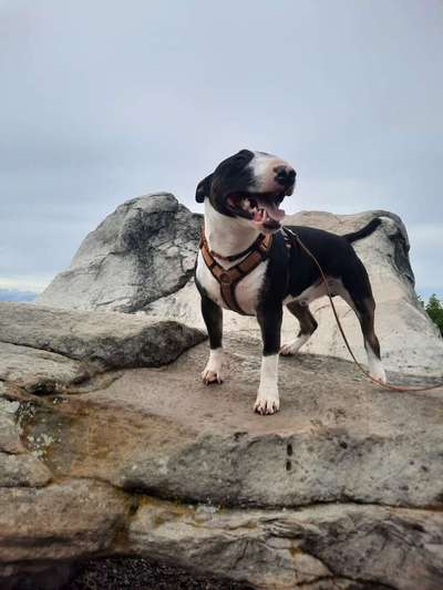 Miniatur Bull Terrier-Beitrag-Bild