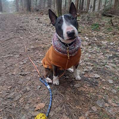 Hundetreffen-Spielrunde gesucht-Bild