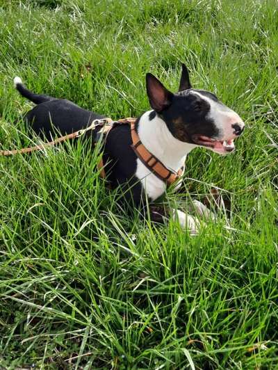 Die Dogorama Kalender Challenge 4/4-Beitrag-Bild