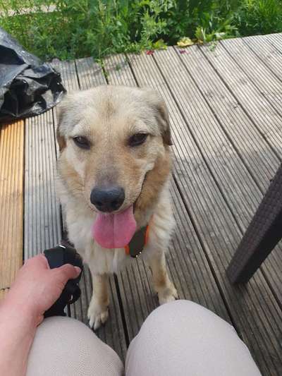 TierschutzhundeStammtisch🐕-Beitrag-Bild