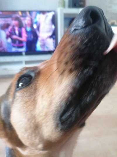 Lustigsten Grimassen von euren Hunden-Beitrag-Bild