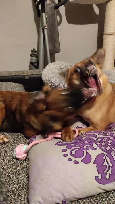 Zeigt eure verrücktesten Hundebilder-Beitrag-Bild