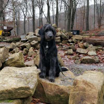Hundetreffen-Gassi und Spielkumpel gesucht-Bild