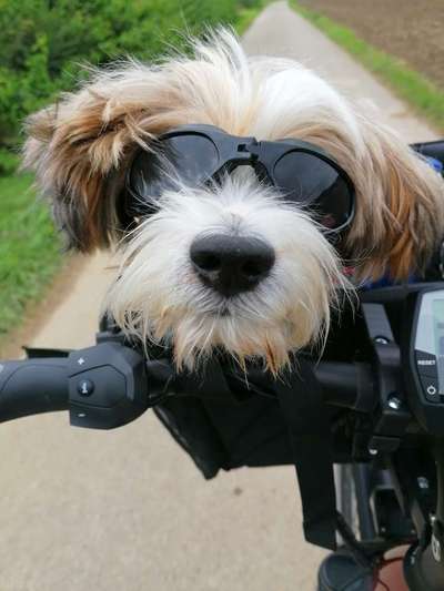 Die Dogorama Wochen Challenge-Beitrag-Bild