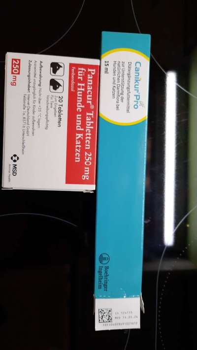 Giardien biem Hundewelpen-Beitrag-Bild