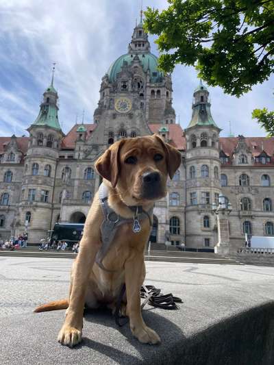 Hundetreffen-Spiel- und Spaziertreffen in der List-Bild
