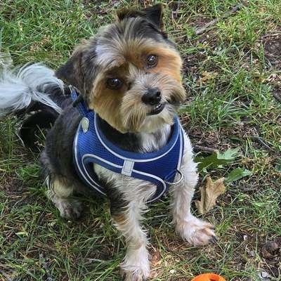 Hundetreffen-Spielen-Profilbild