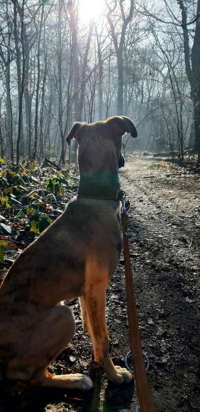 Wald Bild-Beitrag-Bild