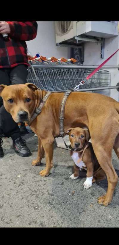 Rhodesian Ridgeback-Beitrag-Bild