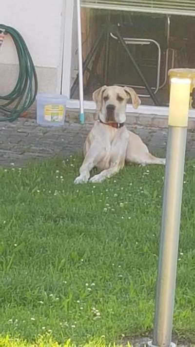 Die Dogorama Monats Challenge "Es grünt und blüht"-Beitrag-Bild