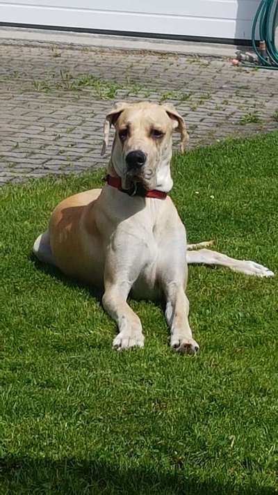 Die Dogorama Monats Challenge "Es grünt und blüht"-Beitrag-Bild