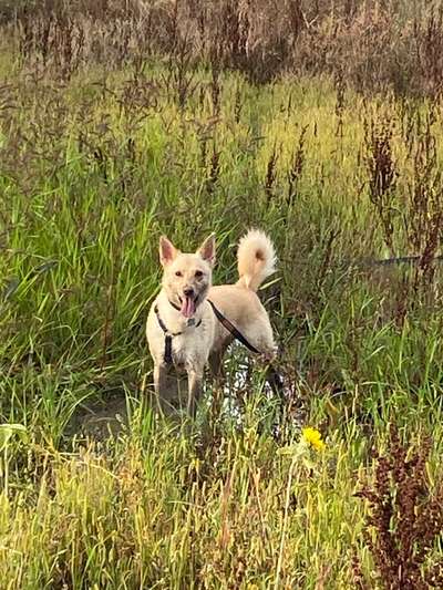 Die Dogorama Wochen Challenge-Beitrag-Bild