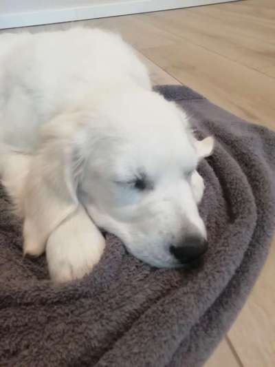 Wo sind die Golden Retriever Liebhaber?-Beitrag-Bild