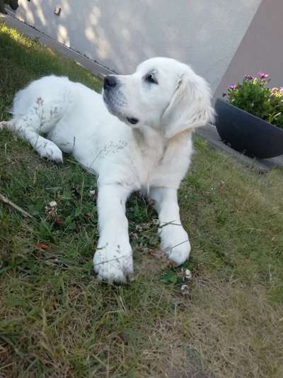 Wo sind die Golden Retriever Liebhaber?-Beitrag-Bild