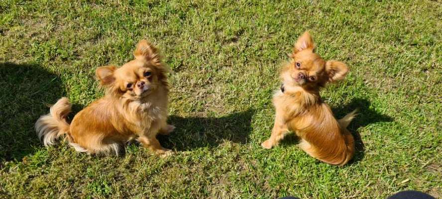 Die Dogorama Monats Challenge "Es grünt und blüht"-Beitrag-Bild