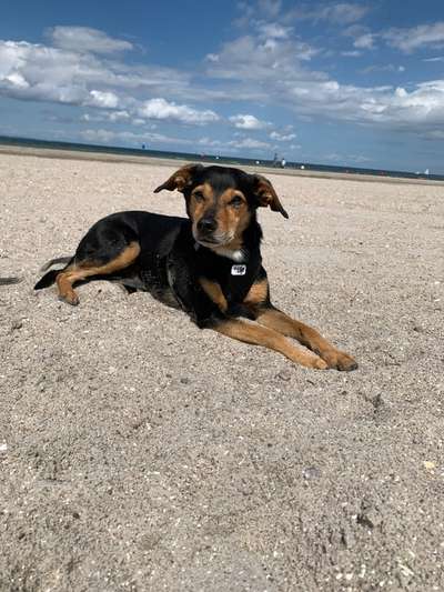 Die Dogorama Wochen Challenge: “Dein Hund im Urlaub”-Beitrag-Bild