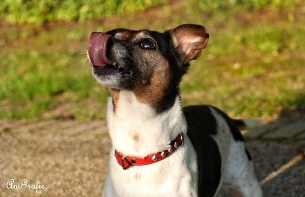 Zeigt eure verrücktesten Hundebilder-Beitrag-Bild