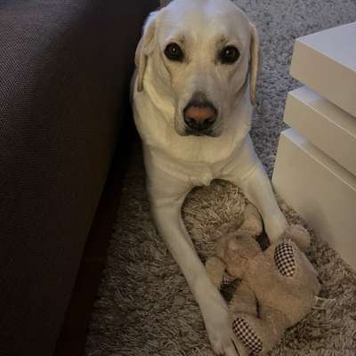 Hundetreffen-Hundetreffen Herzogpark Bogenhausen-Bild