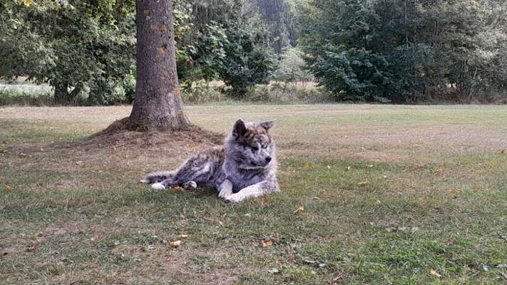 Suchmeldung-Chiko-Bild