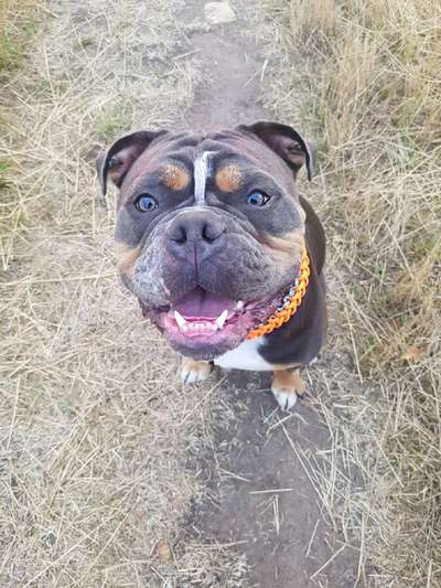 Olde English Bulldogge-Beitrag-Bild