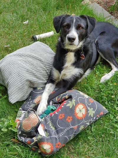 Dogorama Foto Challenge - Erwischt-Beitrag-Bild