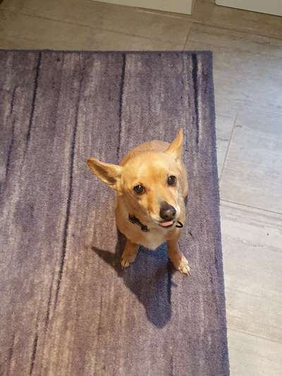 Auslandstierschutz-Beitrag-Bild