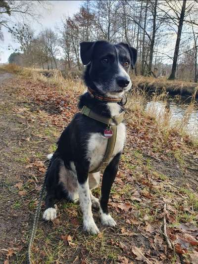 Auslandstierschutz-Beitrag-Bild