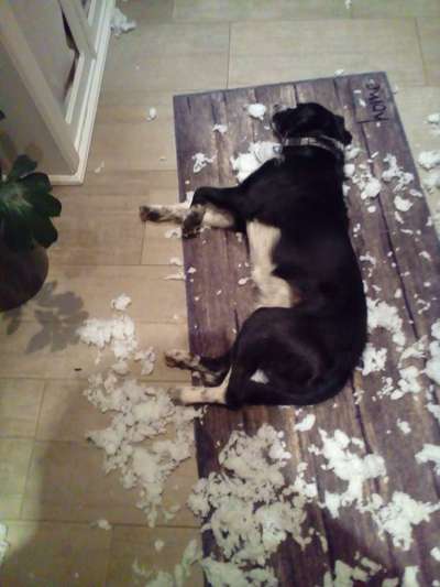 Lustigsten Bilder-Beitrag-Bild