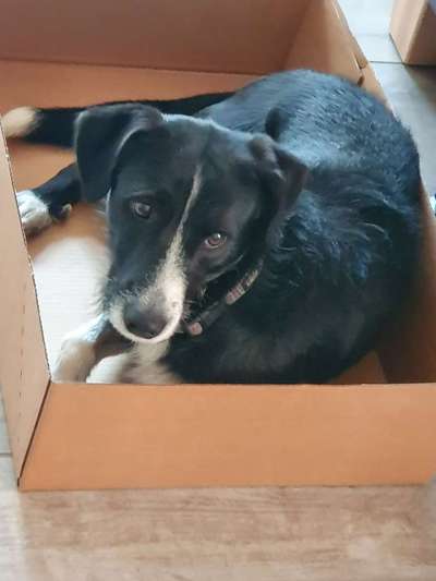 Mischlingshunde Foto Aufruf-Beitrag-Bild