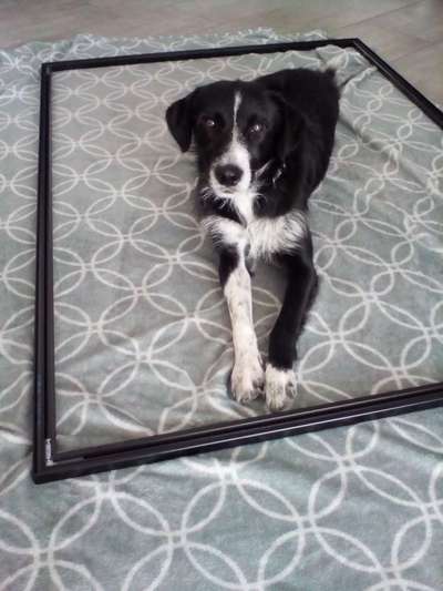 Hund"kreativ" in Szene gesetzt, Fotobomb u.a.-Beitrag-Bild