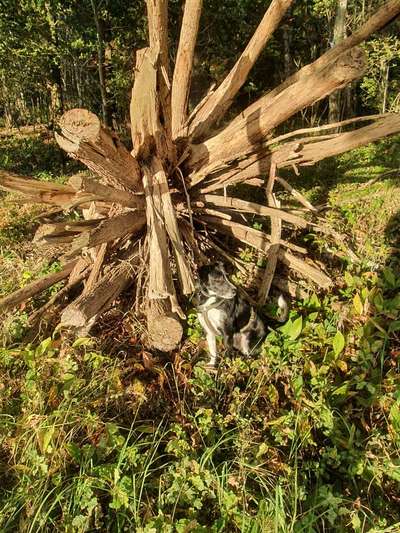 Die wunderschöne Welt mit Hund.-Beitrag-Bild