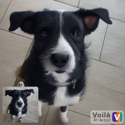 Voila app Bilder-Beitrag-Bild