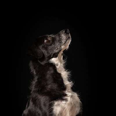 Black dogs are beautiful-Beitrag-Bild