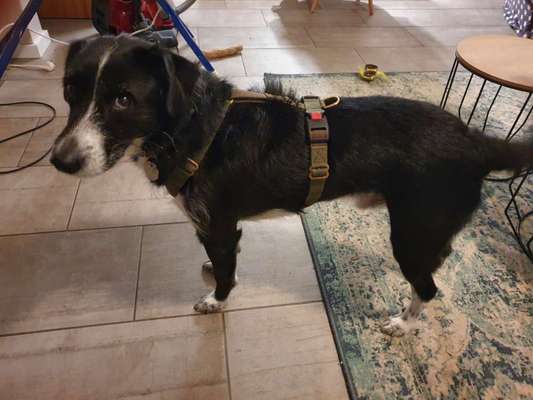 Wie sitzt mein Geschirr?-Beitrag-Bild