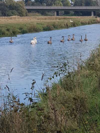 Die wunderschöne Welt mit Hund.-Beitrag-Bild